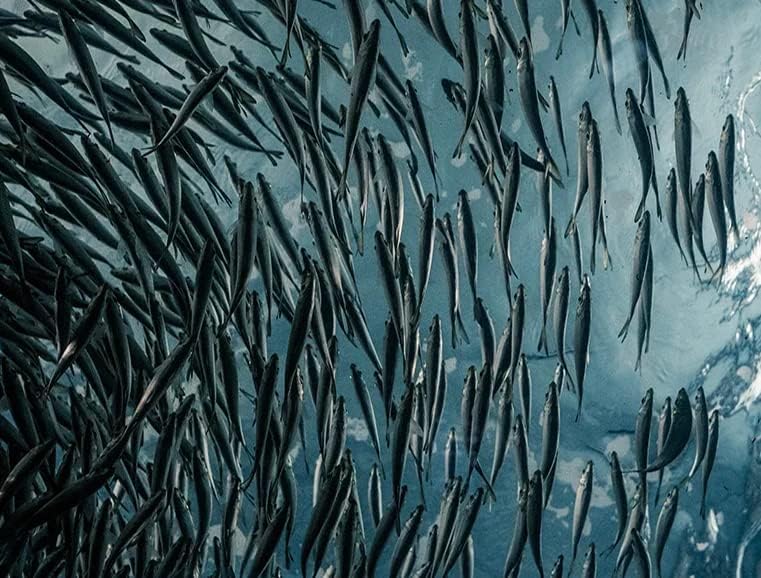 Pure Natural Omega 3 Fish Oil